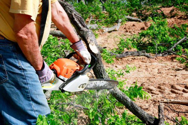 How Our Tree Care Process Works  in  Buckner, MO